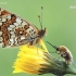 Didžioji šaškytė - Melitaea phoebe | Fotografijos autorius : Arūnas Eismantas | © Macronature.eu | Macro photography web site