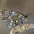 Knapweed Fritillary | Fotografijos autorius : Darius Baužys | © Macronature.eu | Macro photography web site