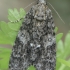 Knot Grass Moth - Acronicta rumicis | Fotografijos autorius : Gintautas Steiblys | © Macronature.eu | Macro photography web site