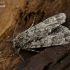 Knot grass moth - Acronicta rumicis  | Fotografijos autorius : Gintautas Steiblys | © Macronature.eu | Macro photography web site