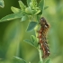 Knot grass moth - Acronicta rumicis, catterpilar | Fotografijos autorius : Vidas Brazauskas | © Macronature.eu | Macro photography web site