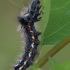 Knot grass moth - Acronicta rumicis, catterpilar | Fotografijos autorius : Gintautas Steiblys | © Macrogamta.lt | Šis tinklapis priklauso bendruomenei kuri domisi makro fotografija ir fotografuoja gyvąjį makro pasaulį.