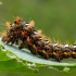 Knot grass moth - Acronicta rumicis, catterpilar | Fotografijos autorius : Oskaras Venckus | © Macronature.eu | Macro photography web site