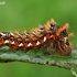 Knot grass moth - Acronicta rumicis, catterpilar | Fotografijos autorius : Gintautas Steiblys | © Macronature.eu | Macro photography web site