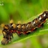 Knot grass moth - Acronicta rumicis, catterpilar | Fotografijos autorius : Romas Ferenca | © Macronature.eu | Macro photography web site