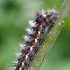 Knot grass moth - Acronicta rumicis, catterpilar | Fotografijos autorius : Darius Baužys | © Macronature.eu | Macro photography web site