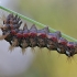 Knot grass moth - Acronicta rumicis, catterpilar | Fotografijos autorius : Agnė Našlėnienė | © Macronature.eu | Macro photography web site