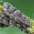 Knot grass moth - Acronicta rumicis | Fotografijos autorius : Arūnas Eismantas | © Macronature.eu | Macro photography web site