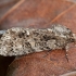 Knot grass moth - Acronicta rumicis | Fotografijos autorius : Žilvinas Pūtys | © Macronature.eu | Macro photography web site