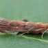 Knot-horn moth - Selagia spadicella | Fotografijos autorius : Žilvinas Pūtys | © Macronature.eu | Macro photography web site