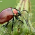 Mėtinis puošnys - Chrysolina polita  | Fotografijos autorius : Gintautas Steiblys | © Macronature.eu | Macro photography web site