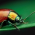 Knotgrass Leaf Beetle - Chrysolina polita | Fotografijos autorius : Mindaugas Leliunga | © Macronature.eu | Macro photography web site