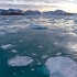 Kongstforde,  Svalbard, Spitsbergen  | Fotografijos autorius : Gediminas Gražulevičius | © Macrogamta.lt | Šis tinklapis priklauso bendruomenei kuri domisi makro fotografija ir fotografuoja gyvąjį makro pasaulį.