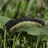 Kopūstinis pelėdgalvis - Mamestra brassicae | Fotografijos autorius : Vytautas Gluoksnis | © Macrogamta.lt | Šis tinklapis priklauso bendruomenei kuri domisi makro fotografija ir fotografuoja gyvąjį makro pasaulį.