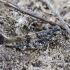 Kopinis tarkšlys - Sphingonotus caerulans | Fotografijos autorius : Kazimieras Martinaitis | © Macrogamta.lt | Šis tinklapis priklauso bendruomenei kuri domisi makro fotografija ir fotografuoja gyvąjį makro pasaulį.