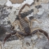 Kraepelin's Scorpion - Anatoliurus kraepelini, juv. | Fotografijos autorius : Žilvinas Pūtys | © Macronature.eu | Macro photography web site