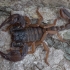 Kraepelin's scorpion - Anatoliurus kraepelini | Fotografijos autorius : Žilvinas Pūtys | © Macronature.eu | Macro photography web site
