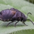 Kraujažolinis grublys - Galeruca tanaceti | Fotografijos autorius : Žilvinas Pūtys | © Macrogamta.lt | Šis tinklapis priklauso bendruomenei kuri domisi makro fotografija ir fotografuoja gyvąjį makro pasaulį.