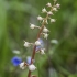 Kriaušlapė - Pyrola sp. | Fotografijos autorius : Kazimieras Martinaitis | © Macrogamta.lt | Šis tinklapis priklauso bendruomenei kuri domisi makro fotografija ir fotografuoja gyvąjį makro pasaulį.