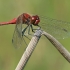 Kruvinoji skėtė - Sympetrum sanguineum ♂ | Fotografijos autorius : Gintautas Steiblys | © Macrogamta.lt | Šis tinklapis priklauso bendruomenei kuri domisi makro fotografija ir fotografuoja gyvąjį makro pasaulį.