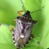 Kruvinoji skydblakė - Pinthaeus sanguinipes | Fotografijos autorius : Radvilė Markevičiūtė | © Macrogamta.lt | Šis tinklapis priklauso bendruomenei kuri domisi makro fotografija ir fotografuoja gyvąjį makro pasaulį.