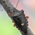 Kruvinoji skydblakė - Pinthaeus sanguinipes | Fotografijos autorius : Kazimieras Martinaitis | © Macrogamta.lt | Šis tinklapis priklauso bendruomenei kuri domisi makro fotografija ir fotografuoja gyvąjį makro pasaulį.