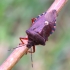 Kruvinoji skydblakė - Pinthaeus sanguinipes | Fotografijos autorius : Romas Ferenca | © Macrogamta.lt | Šis tinklapis priklauso bendruomenei kuri domisi makro fotografija ir fotografuoja gyvąjį makro pasaulį.