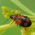 Kryžiuotasis lapažygis - Lebia cruxminor | Fotografijos autorius : Vidas Brazauskas | © Macrogamta.lt | Šis tinklapis priklauso bendruomenei kuri domisi makro fotografija ir fotografuoja gyvąjį makro pasaulį.