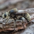 Kuprotoji plėšriamusė - Laphria gibbosa ♀ | Fotografijos autorius : Žilvinas Pūtys | © Macrogamta.lt | Šis tinklapis priklauso bendruomenei kuri domisi makro fotografija ir fotografuoja gyvąjį makro pasaulį.