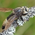 Kuprotoji plėšriamusė - Laphria gibbosa | Fotografijos autorius : Gintautas Steiblys | © Macrogamta.lt | Šis tinklapis priklauso bendruomenei kuri domisi makro fotografija ir fotografuoja gyvąjį makro pasaulį.