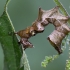 Vienkupris kuoduotis - Notodonta dromedarius | Fotografijos autorius : Zita Gasiūnaitė | © Macrogamta.lt | Šis tinklapis priklauso bendruomenei kuri domisi makro fotografija ir fotografuoja gyvąjį makro pasaulį.