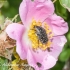 Kvapusis auksavabalis (Oxythyrea funesta) | Fotografijos autorius : Aleksandras Naryškin | © Macrogamta.lt | Šis tinklapis priklauso bendruomenei kuri domisi makro fotografija ir fotografuoja gyvąjį makro pasaulį.