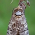 Gluosninis medgręžis - Cossus cossus | Fotografijos autorius : Gintautas Steiblys | © Macrogamta.lt | Šis tinklapis priklauso bendruomenei kuri domisi makro fotografija ir fotografuoja gyvąjį makro pasaulį.