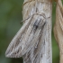 L-album Wainscot - Mythimna l-album | Fotografijos autorius : Žilvinas Pūtys | © Macronature.eu | Macro photography web site