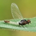 Lašalas - Baetis sp. | Fotografijos autorius : Gintautas Steiblys | © Macrogamta.lt | Šis tinklapis priklauso bendruomenei kuri domisi makro fotografija ir fotografuoja gyvąjį makro pasaulį.