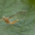 Lašalas - Cloeon dipterum ♀ | Fotografijos autorius : Žilvinas Pūtys | © Macrogamta.lt | Šis tinklapis priklauso bendruomenei kuri domisi makro fotografija ir fotografuoja gyvąjį makro pasaulį.