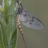 Lašalas - Ephemera danica ♀ | Fotografijos autorius : Žilvinas Pūtys | © Macrogamta.lt | Šis tinklapis priklauso bendruomenei kuri domisi makro fotografija ir fotografuoja gyvąjį makro pasaulį.