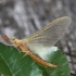 Lašalas - Potamanthus luteus | Fotografijos autorius : Vytautas Gluoksnis | © Macrogamta.lt | Šis tinklapis priklauso bendruomenei kuri domisi makro fotografija ir fotografuoja gyvąjį makro pasaulį.