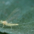 Lašalas - Heptagenia sulphurea ♀ | Fotografijos autorius : Žilvinas Pūtys | © Macrogamta.lt | Šis tinklapis priklauso bendruomenei kuri domisi makro fotografija ir fotografuoja gyvąjį makro pasaulį.