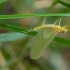 Lašalas - Heptagenia sulphurea ♂ | Fotografijos autorius : Žilvinas Pūtys | © Macrogamta.lt | Šis tinklapis priklauso bendruomenei kuri domisi makro fotografija ir fotografuoja gyvąjį makro pasaulį.