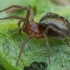 Labirintinis piltuvininkas - Agelena labyrinthica ♀, juv. | Fotografijos autorius : Žilvinas Pūtys | © Macronature.eu | Macro photography web site