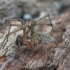 Labyrinth Spider - Agelena labyrinthica ♂ | Fotografijos autorius : Žilvinas Pūtys | © Macronature.eu | Macro photography web site