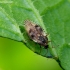 Lace bug - Dictyla humuli | Fotografijos autorius : Romas Ferenca | © Macronature.eu | Macro photography web site