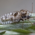 Lace bug - Galeatus affinis ♂ | Fotografijos autorius : Žilvinas Pūtys | © Macronature.eu | Macro photography web site