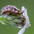 Lacewing's larva | Fotografijos autorius : Darius Baužys | © Macronature.eu | Macro photography web site