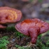 Lacquered bracket - Ganoderma lucidum | Fotografijos autorius : Deividas Makavičius | © Macronature.eu | Macro photography web site