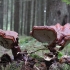 Tikrinis blizgutis - Ganoderma lucidum | Fotografijos autorius : Vytautas Gluoksnis | © Macronature.eu | Macro photography web site