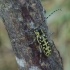 Ladder-marked longhorn beetle – Saperda scalaris | Fotografijos autorius : Giedrius Markevičius | © Macronature.eu | Macro photography web site