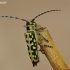 Ladder-marked longhorn beetle - Saperda scalaris | Fotografijos autorius : Deividas Makavičius | © Macronature.eu | Macro photography web site
