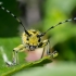Ladder-marked longhorn beetle - Saperda scalaris | Fotografijos autorius : Oskaras Venckus | © Macronature.eu | Macro photography web site